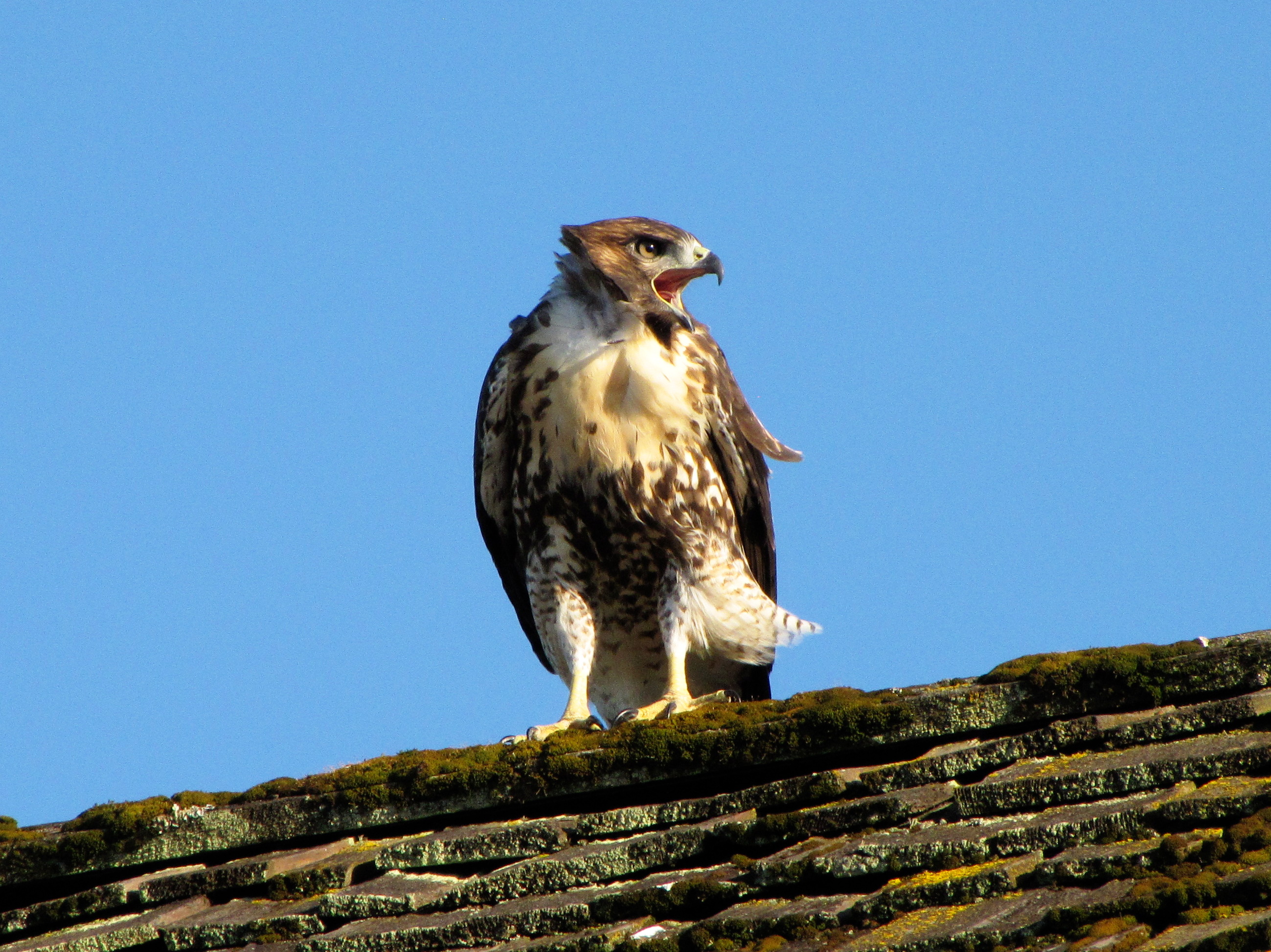 Hawk on a Roof