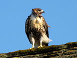 Hawk on a Roof