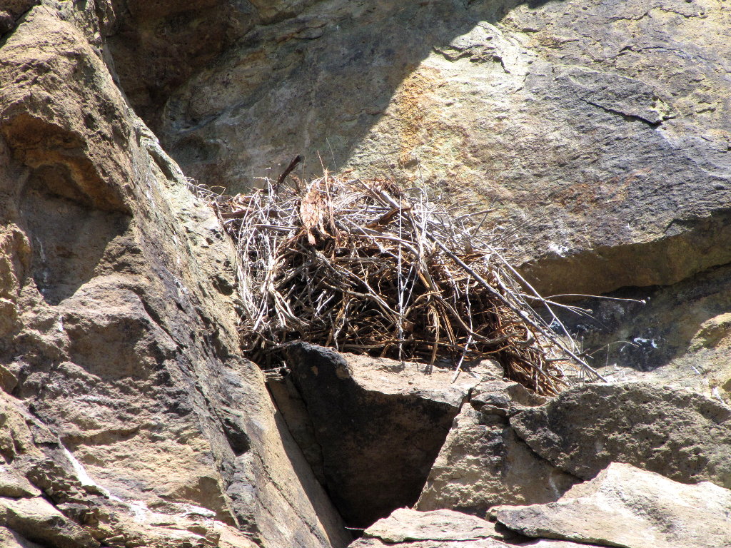 Raptor Nest