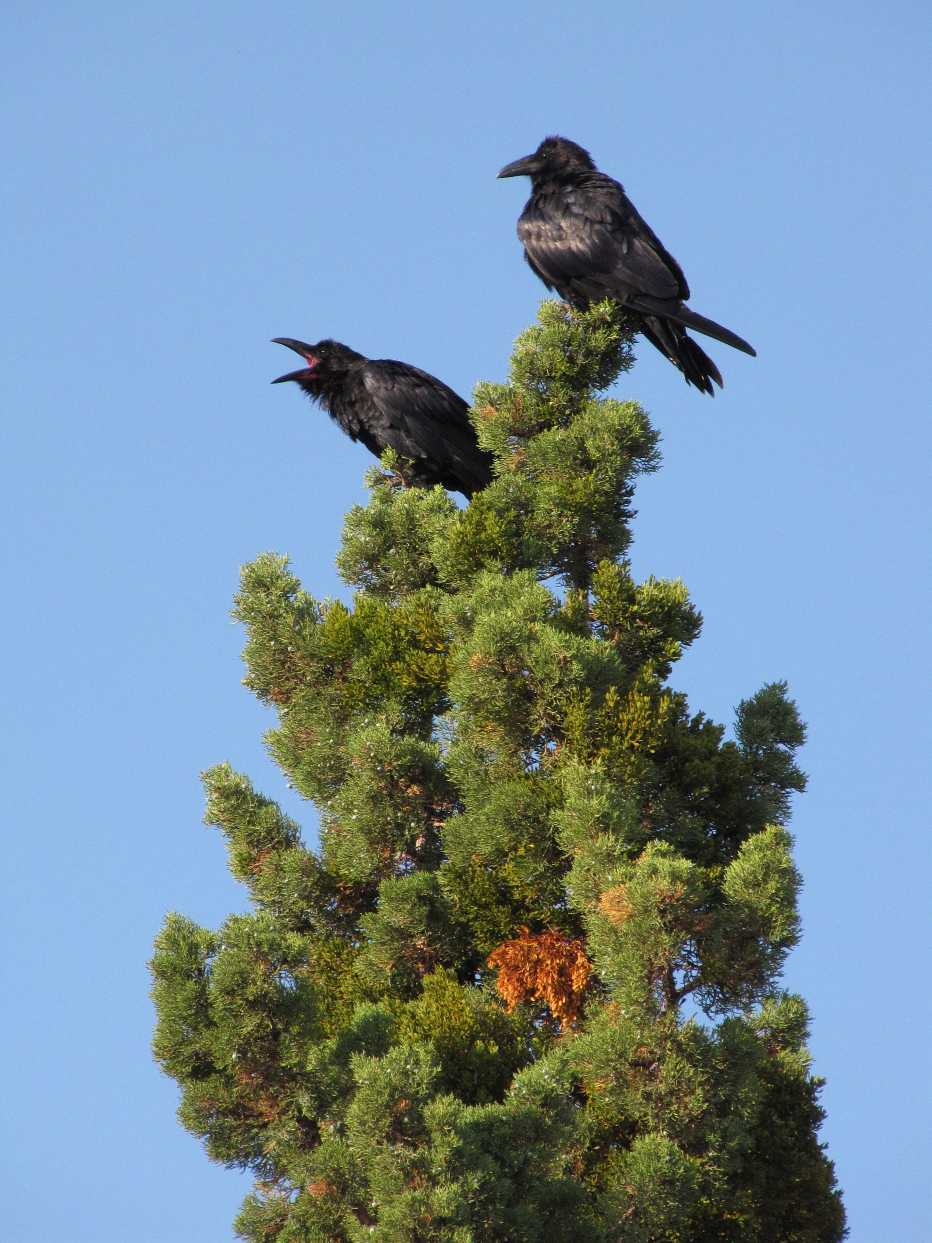 Ravens in a Tree