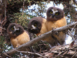 Three Juvenile Saw Whet Owls