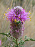 Green Bee on a Purple Flower