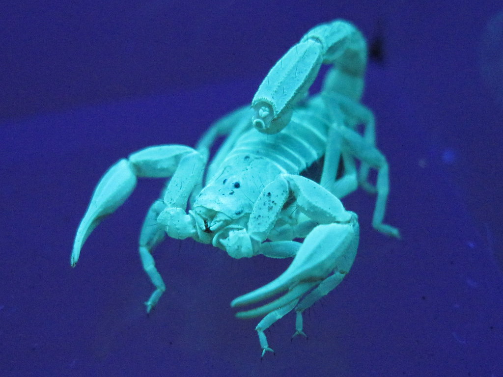 Scorpion in Ultraviolet