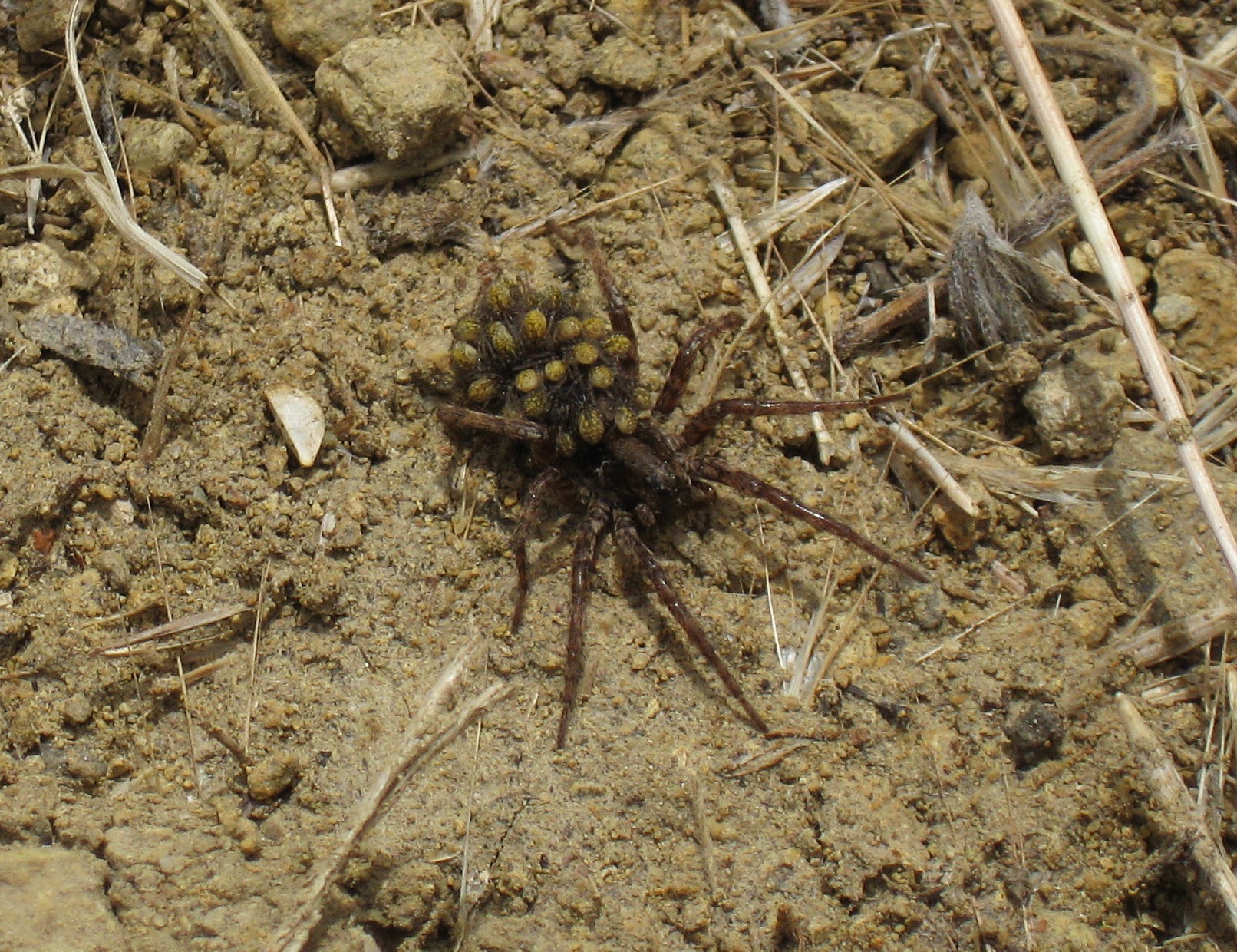 Spider Carrying Babies
