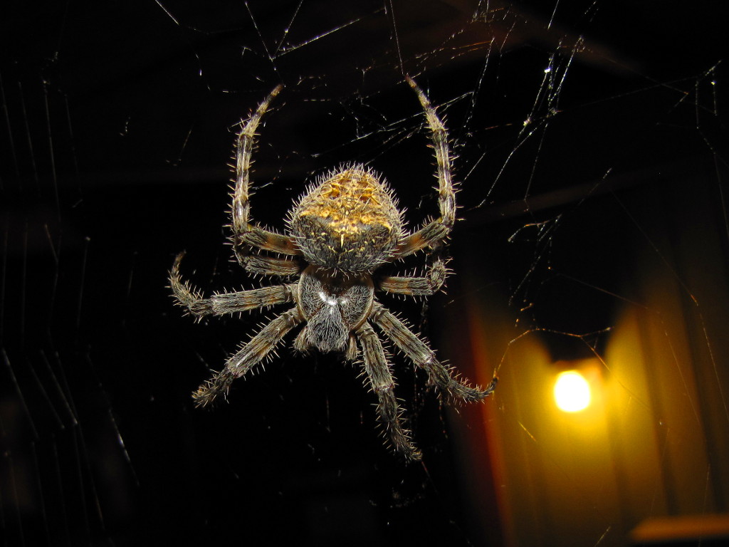 Spider on the Porch