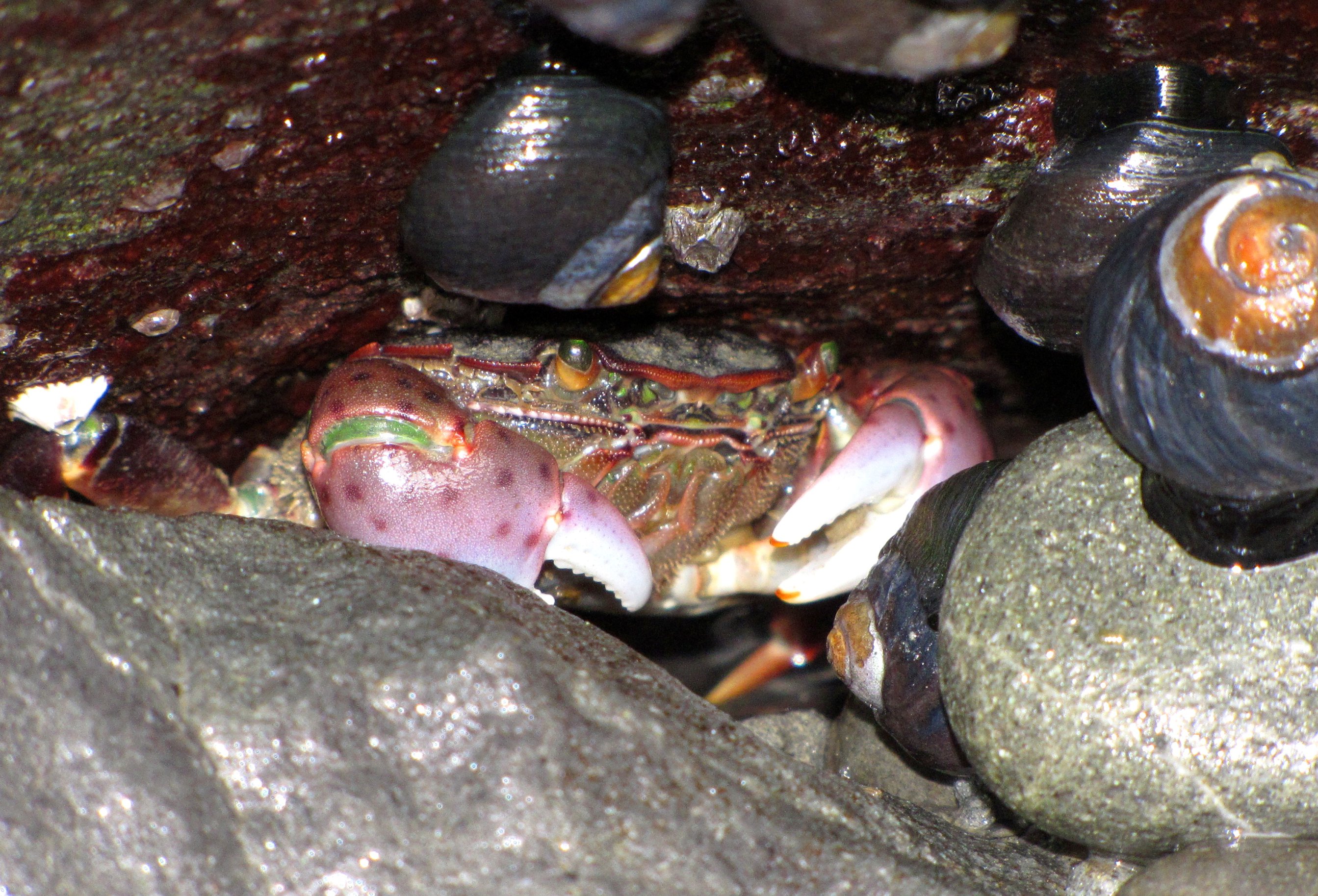 Purple Shore Crab Hiding