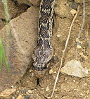 Annoyed-Looking Gopher Snake
