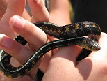 Dark Garter Snake