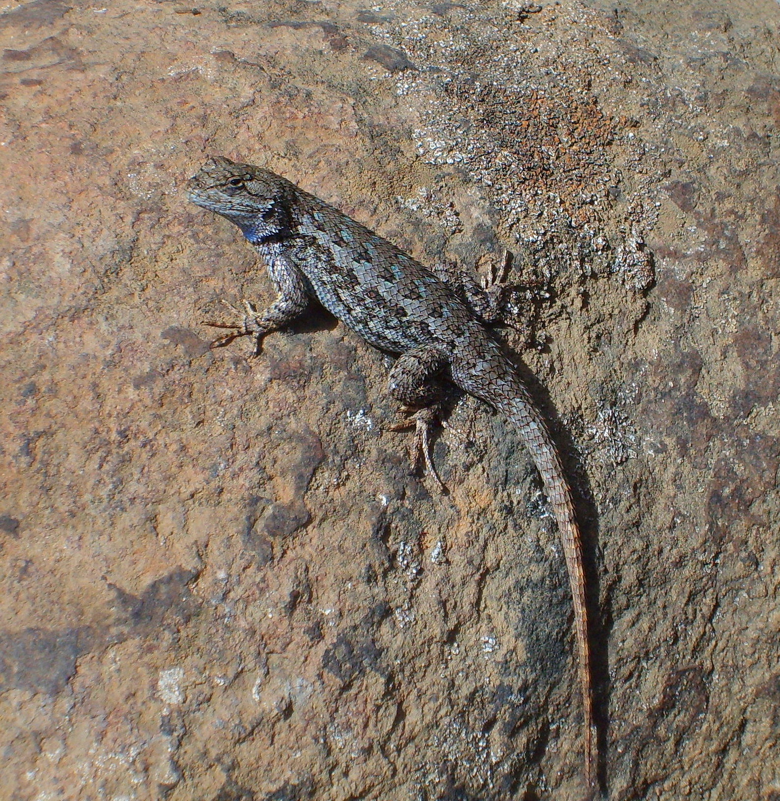 Reptiles